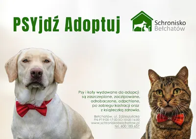 Schronisko dla bezdomnych zwierząt